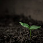 Як отримати високий урожай: підготовка та засівання насіння